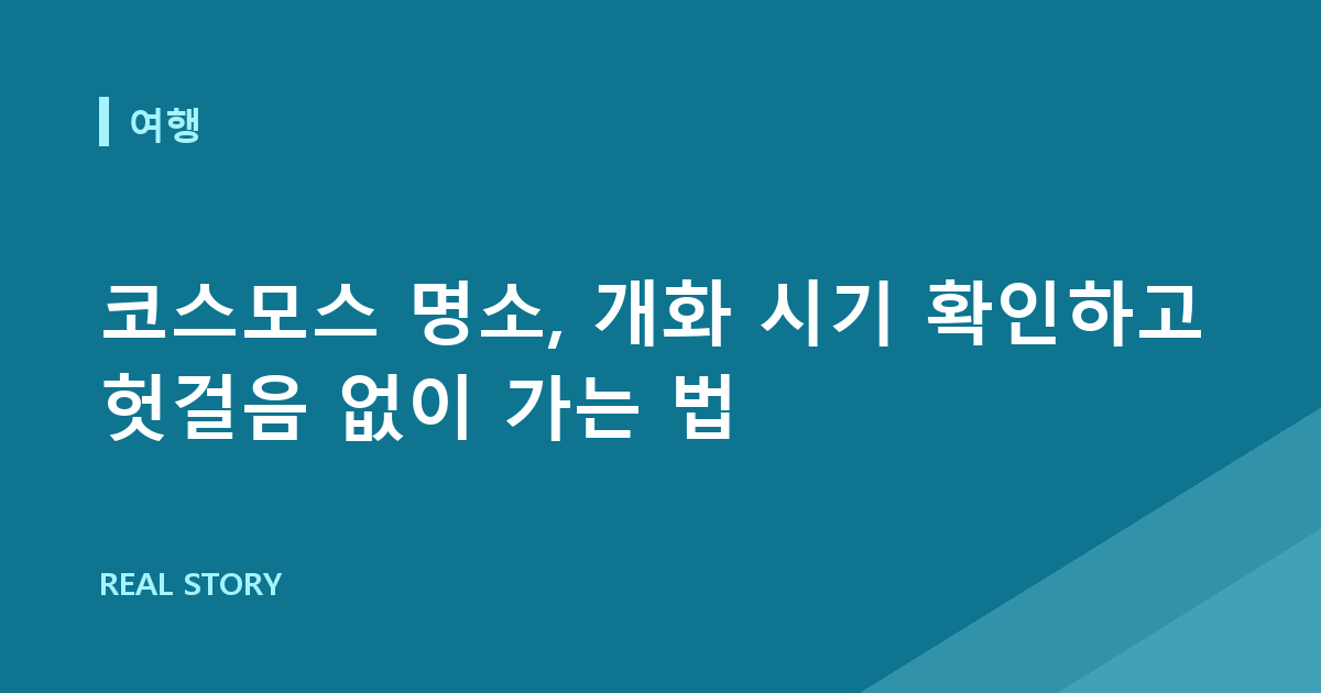 코스모스 명소, 개화 시기 확인하고 헛걸음 없이 가는 법