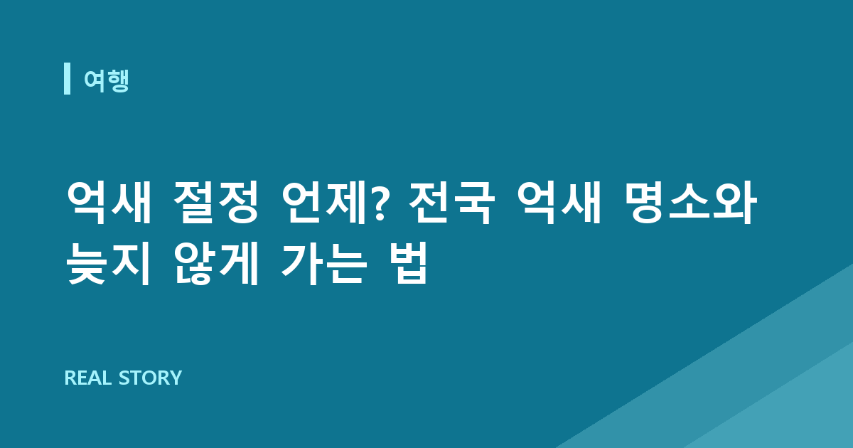 억새 절정 언제? 전국 억새 명소와 늦지 않게 가는 법